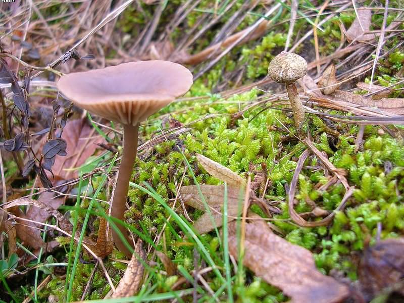 Pseudoclitocybe obbata    (Fr.)     Singer